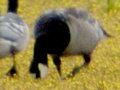 Canada Goose x Barnacle Goose hybrid